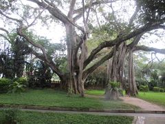 -瑞丽独树成林风景区