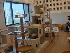 -有喵·猫咖·狗咖·30几只猫10只小狗(岗厦店)