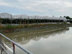 -马陆小张葡萄园农家乐