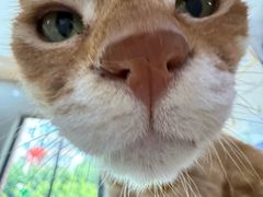 -爱侣宠医·鹦鹉专科·小型哺乳类·异宠专科(灵石路店)