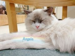 -藏猫猫咖啡主题馆(中央大道店)