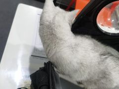 -伟伟宠物医院·CT影像中心·瑞派犬猫综合性门诊(汉口总院)