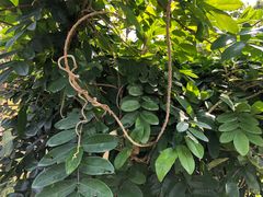 -广州神农草堂中医药博物馆