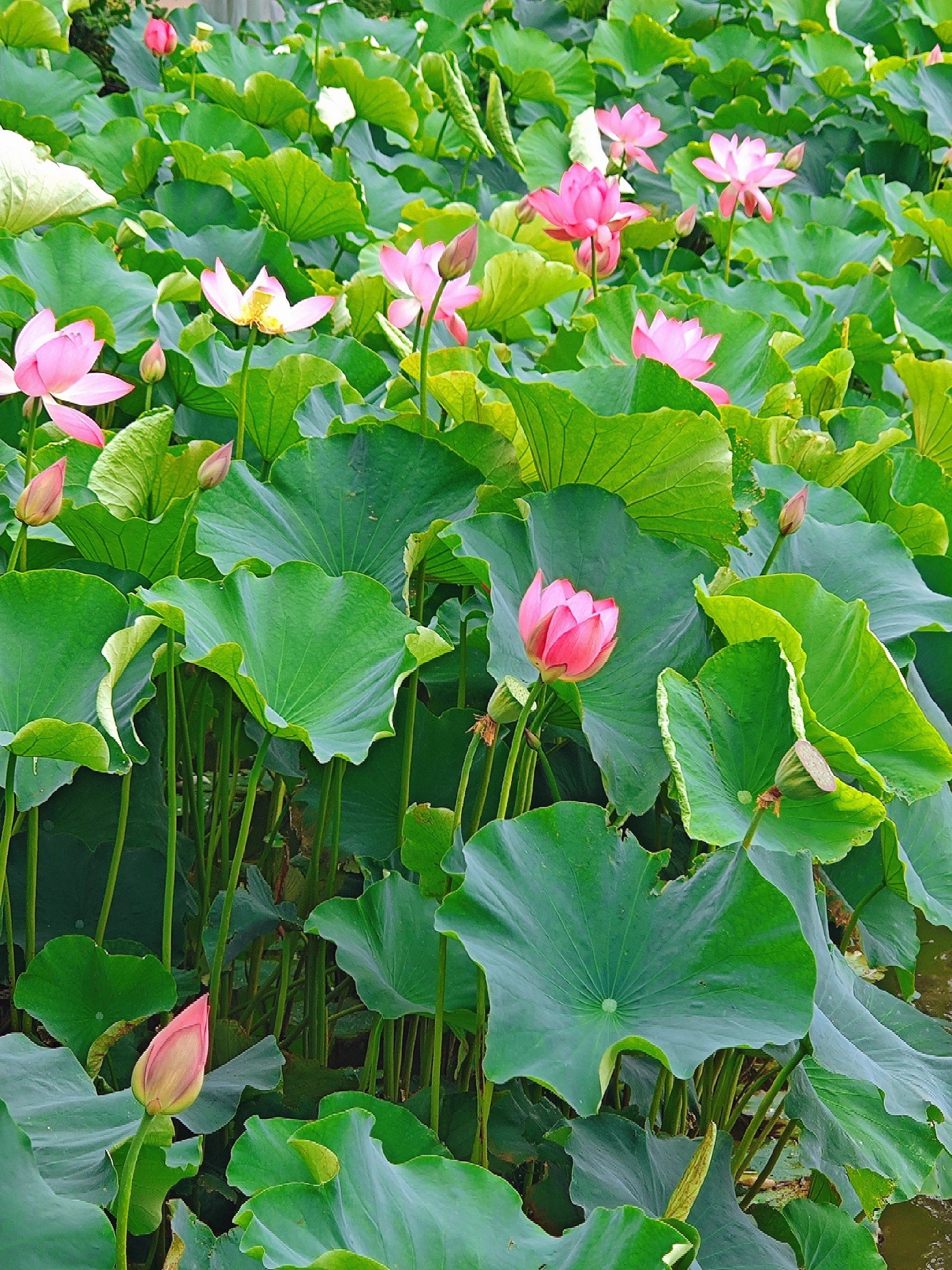 公园里的幸福拥抱大观楼的荷花节