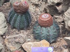 -北京植物园-展览温室