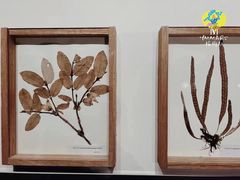 -杨梅红艺术教育(西安高新唐延教学中心)