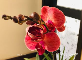 5月，观赏期一般可达2个月以上