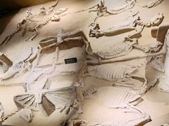 -洛阳周王城天子驾六博物馆