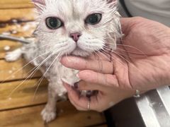 -喵百万·布偶·蓝金金渐层英短·猫舍(百子湾店)