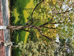 -八大山人梅湖景区