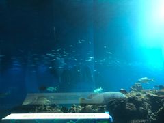 -亚特兰蒂斯•OSSIANO奥西亚诺海底餐厅