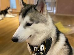 -Husky Go! 哈士奇体验馆·宠物咖啡厅狗咖