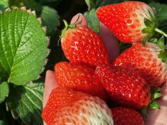 -昌平兴寿秀秀草莓采摘园