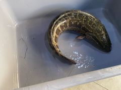 -金三可市井水煮鱼(金碧园店)