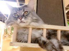 -猫和宫(六道口店)