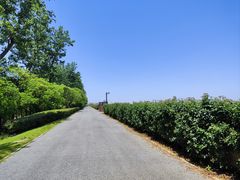 -上海滨江森林公园