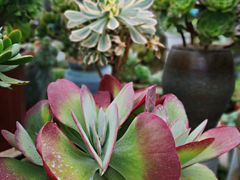 -三圣花乡旅游区