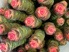 -循礼门鲜花花市(武汉循礼门店)