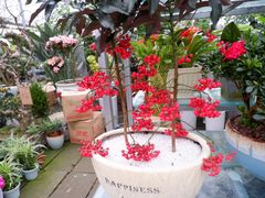 -三圣花乡旅游区