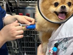 -博特宠物医院24h犬猫全科.骨科·异宠