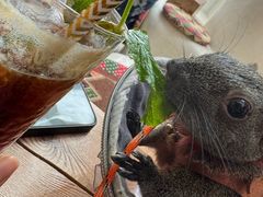 -Sirena海妖日咖夜酒