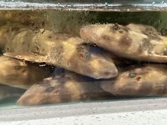 -至尊鲨鱼·原烹海鲜·新浙菜(拱宸桥店)