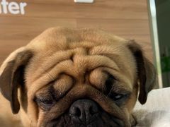 -爱侣宠医·鹦鹉专科·小型哺乳类·异宠专科(灵石路店)