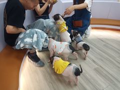 -猪盟咖啡店(玖洲道店)
