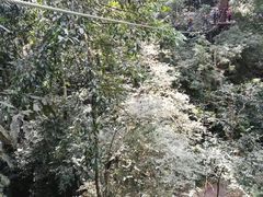 -西双版纳原始森林公园