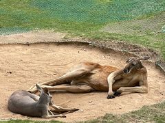 -西霞口神雕山野生动物世界