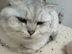 -嘉馨宠物医院·CT影像转诊·心脏科·犬猫全科诊疗中心(下沙大学城院区)