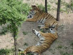 -西安秦岭野生动物园