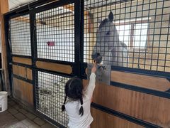 -北京群众马术培训基地