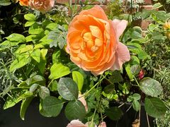 -金良酸菜鱼(宁海路总店)