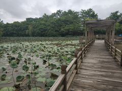 -大湾区中央湿地公园