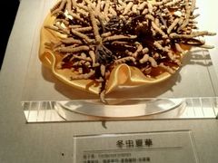 -青藏高原自然博物馆