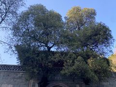 -泰山风景名胜区