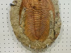 -辽宁古生物博物馆