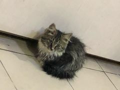 -宠颐生中康贝怡动物医院