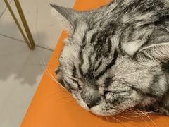 -平行世界·猫咖(首经贸店)