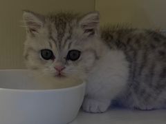 -小猫来了·猫舍(红山六九七九店)