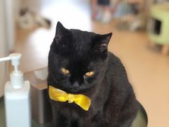 -猫在这儿猫咪咖啡馆·撸猫馆