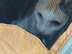 -创凡宠物医院·骨专科  猫科中心(西乡分院)