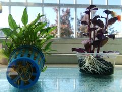 -花鸟鱼虫鲜花绿植市场(玉泉路店)