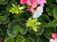 -云溪植物园