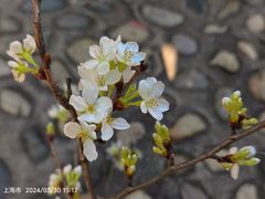 -顾村公园