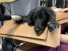 -爱诺耐芙动物医院(万博店)