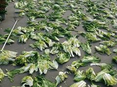 -乐山大佛风景名胜区乌尤寺南门-售票点