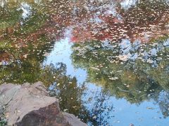 -秋霞圃