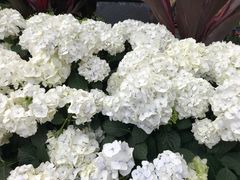 -斐兹洛伊花园